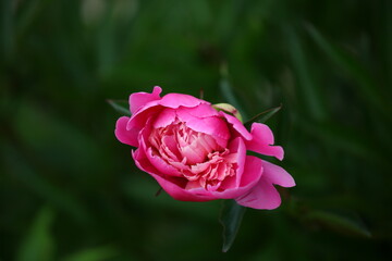 pink rose in garden