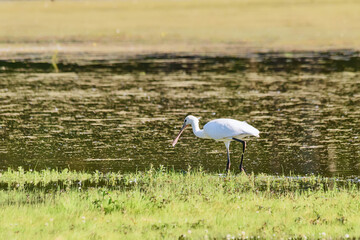 Eurasian Spoonbill standing in the shallow water (Platalea leucorodia)