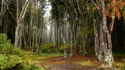 Misty ocean and tree landscape on a rainy day at Cape Froward on the Magellan Strait near Punta Arenas in Chile's Patagonia region.