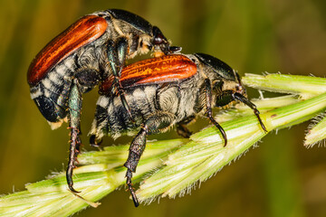 Cockchafer Mating (Maybug or doodlebug).