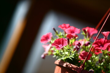 flower in a pot