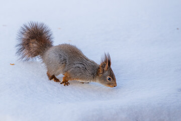 red squirrel