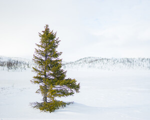 lone tree in the winter