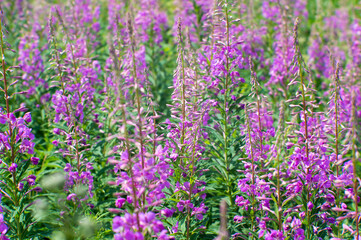 Obraz premium Thickets of willow tea in pink flowers on a background of bright green green leaves. Natural background.