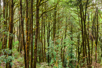 Fototapeta na wymiar Evergreen tropical rainforest where trees covered with moss in Binsar, Uttrakhand, india