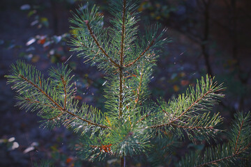 christmas tree branches