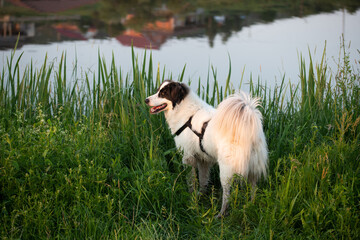 happy white shepherd dog swimming in lake in summer sunset