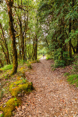 Evergreen tropical rainforest where trees covered with moss in Binsar, Uttrakhand, india