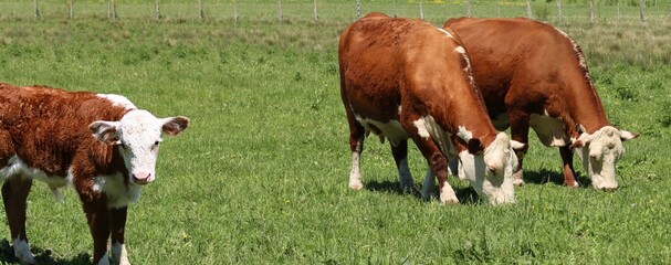 Young Hereford calf looking at camera with cows grazing in background