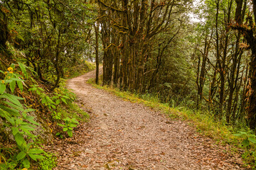 Fototapeta premium Evergreen tropical rainforest where trees covered with moss in Binsar, Uttrakhand, india