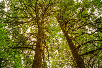Fototapeta premium Evergreen tropical rainforest where trees covered with moss in Binsar, Uttrakhand, india
