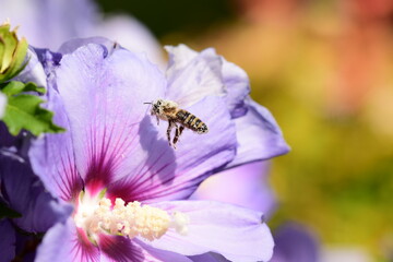 Biene im Anflug auf Hibiskusblüte © Marlise Gaudig