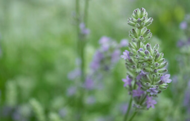 Purple Lavender blossom on green background. Soft focus on lavender flower. Wild violet lavender blooming. Provence nature. Closeup, selective focus, blurred, low key
