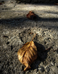 leaf on the ground, nature ,autumn ,brown,animal, dry