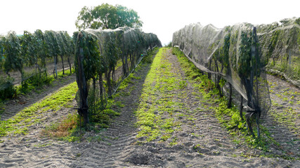 Obraz premium One way of protecting the grapes from birds like starlings is vineyard netting. Nevertheless it looks quite sad as seen in Burgenland, Austria.