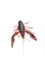 Fresh crayfish on white background