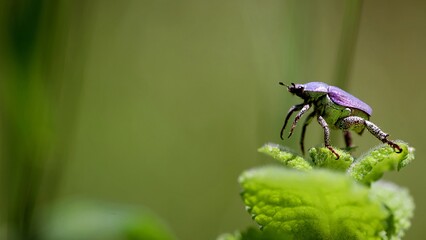 Hoplia scarabée bleu