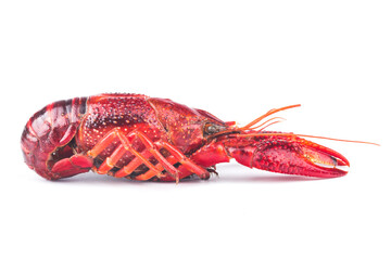 Boiled red crayfish isolated on a white background