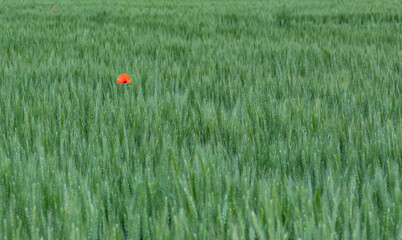 Field of bright red poppies and wheat on a sunny day.