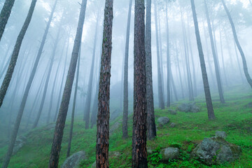Beautiful view of Foggy pine forest at himalaya range, Almora, Ranikhet, Uttarakhand, India.