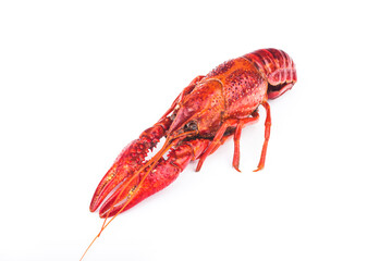 Boiled red crayfish isolated on a white background