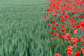 Field of bright red poppies and wheat on a sunny day.