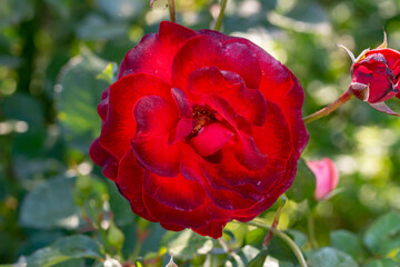 Beautiful rose flower in garden. Colourful roses flower. Garden rose