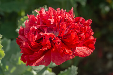 Red poppy on a sunny day. Poppy flowers summer.