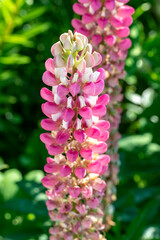 Lupin field with pink purple flowers. Summer meadow with blooming lupins.