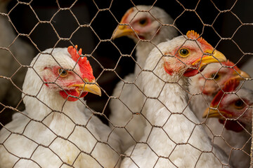 Young white chicken. Looks through the wire netting. Chicken behind a metal gray fence net on a farm