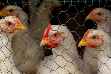 Young white chicken. Looks through the wire netting. Chicken behind a metal gray fence net on a farm