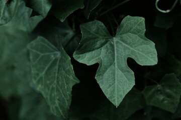 green leaves on black background