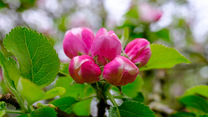 Hambledon, UK - April 18, 2020:  Blooming apple blossom