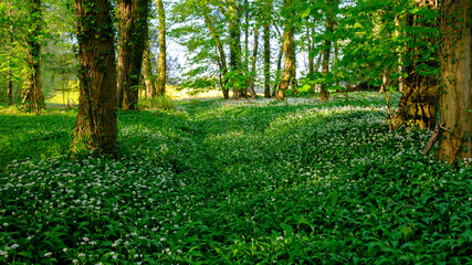 Petersfield, UK - April 21, 2020:  Wild garlic in the woods along an ancient cart track route near Bordean in the Ashdown Hangers of the South Downs National Park, Hampshire, UK