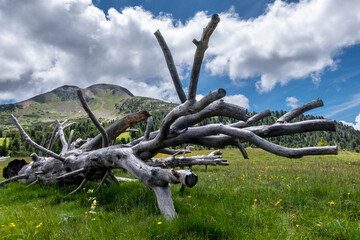 Paesaggio di montagna con tronco d&rsquo;albero 