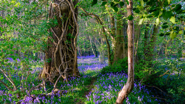 Evening sunlight on bluebells in the woods near Hambledon, Hampshire, UK