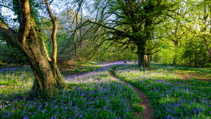 Evening sunlight on bluebells in the woods, near Lovedean, Hampshire, UK