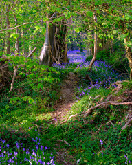 Fototapeta premium Evening sunlight on bluebells in the woods near Hambledon, Hampshire, UK