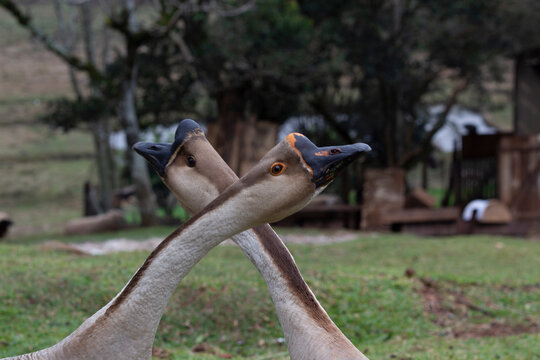 Gansos africanos em meio a natureza