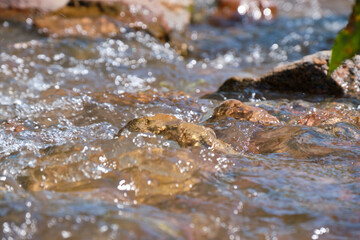 water flowing in the mounter