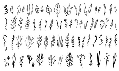 Hand drawn botanical art. Floral graphic sketch elements collection. Leaves and branches