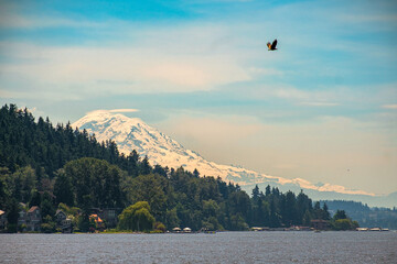 A bald eagle flies in the sky over Lake Washington with Mt. Rainier in the background