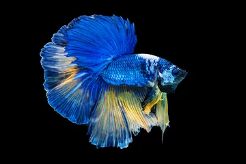 The moving moment beautiful of yellow and blue siamese betta fish or fancy betta splendens fighting fish in thailand on isolated black background. Thailand called Pla-kad or half moon biting fish. © Soonthorn