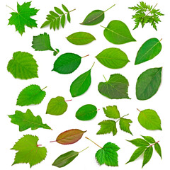Collection of leaves isolated on a white background.