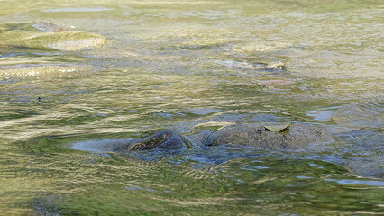 wild duck in the swamp