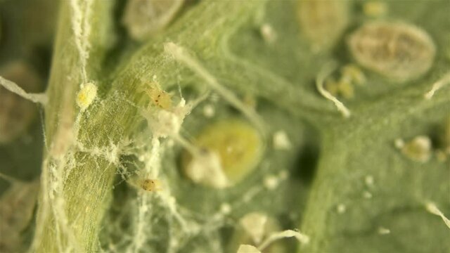 An ordinary spider mite under a microscope, the Tetranychidae family, herbivorous, dangerous pests of cultivated plants, sucks juices from plant leaves, causing them to turn yellow