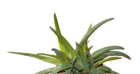 Fototapeta premium aloe flower isolated on white background