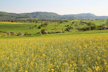A field of rapeseed in Baden-Wuerttemberg, Germany