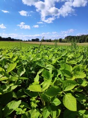Fototapeta na wymiar Soybean plantation in Europe