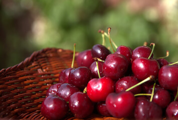 
cherries , fresh, colorful, crunchy, delicious